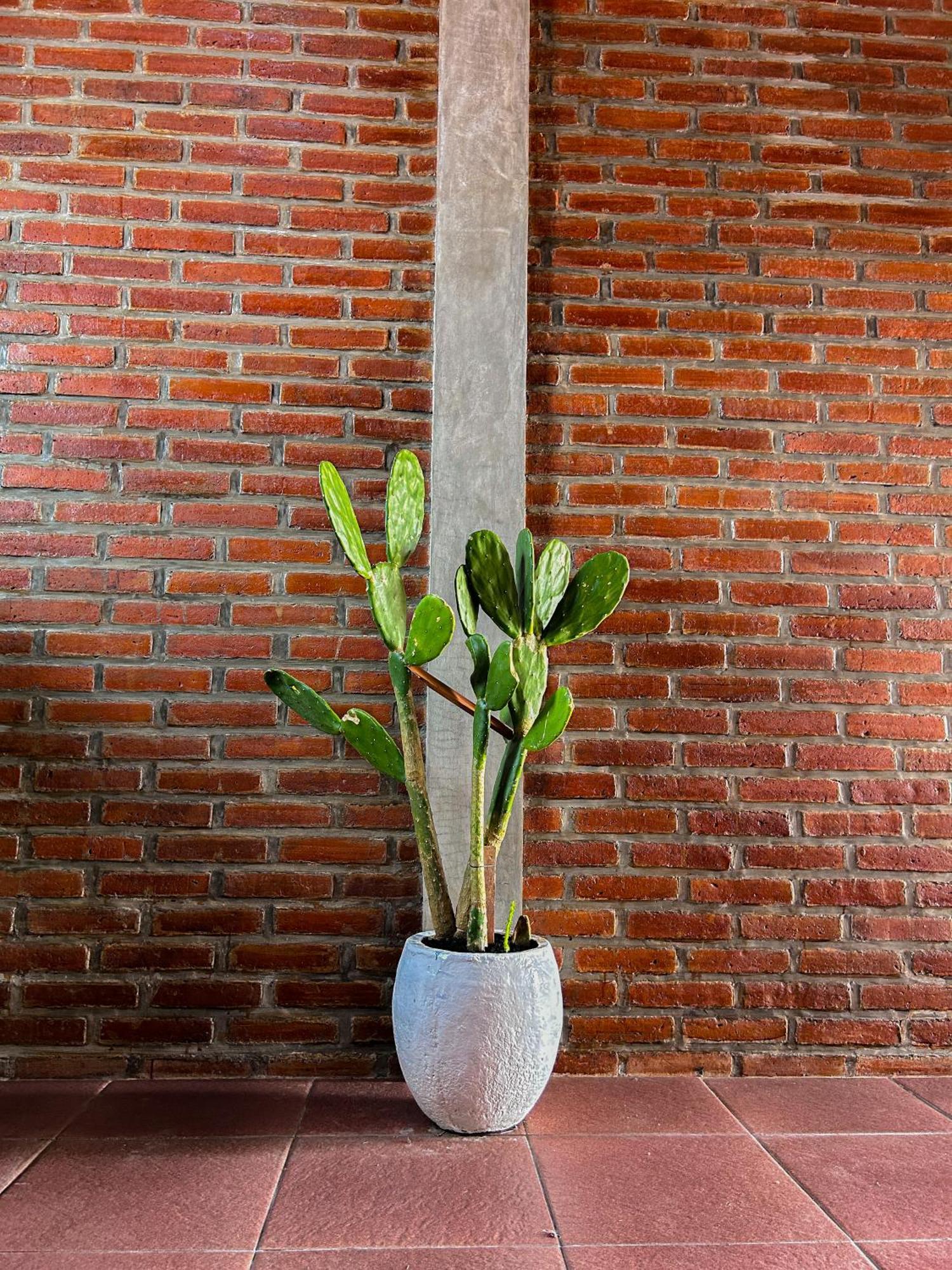 Lemon Guest House Canggu  Exterior photo